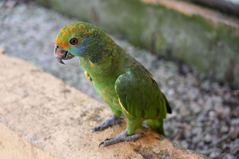 A Mealy Amazon Parrot waiting for food to be ready at Kuala Lumpur Bird Park