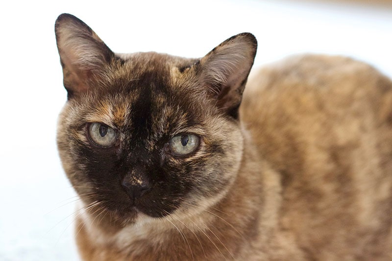 A Portrait of a Tortoiseshell Burmese Cat with Green Eyes