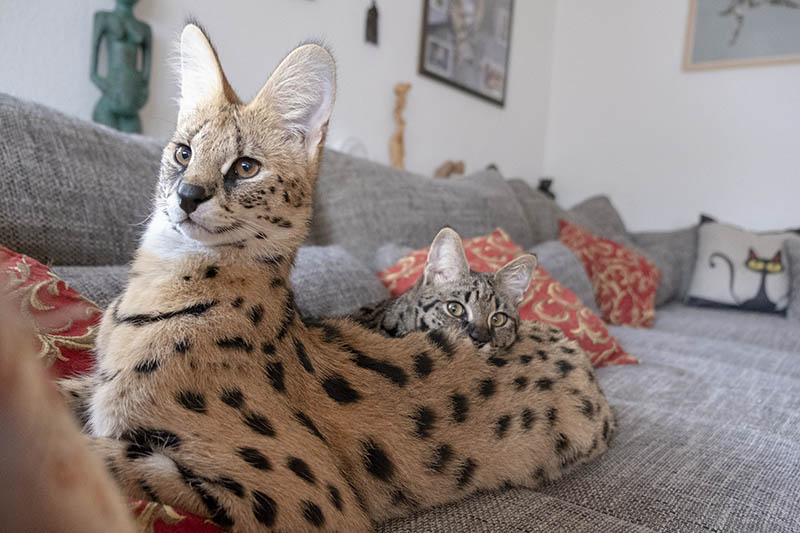A beautiful shot of a savannah kitten indoors during the day