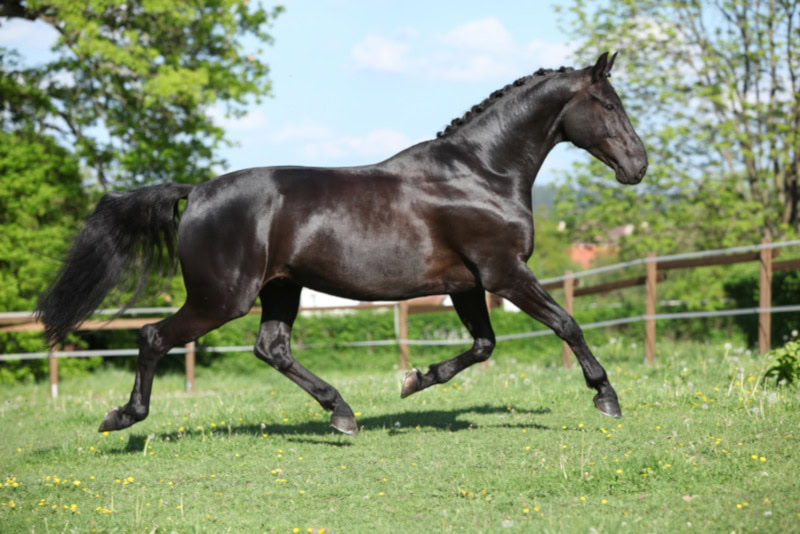 A black Dutch warmblood in the yard