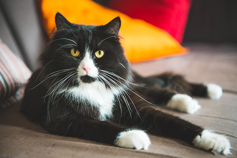A black ragdoll cat laying on o sofa