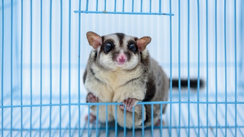sugar glider in cage_MARVIK_Shutterstock