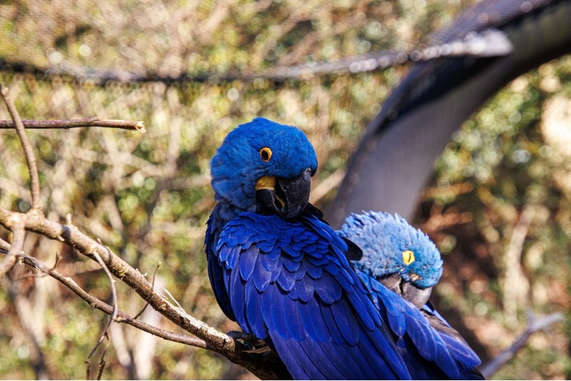 A closeup of Glaucous macaws under the sunlight