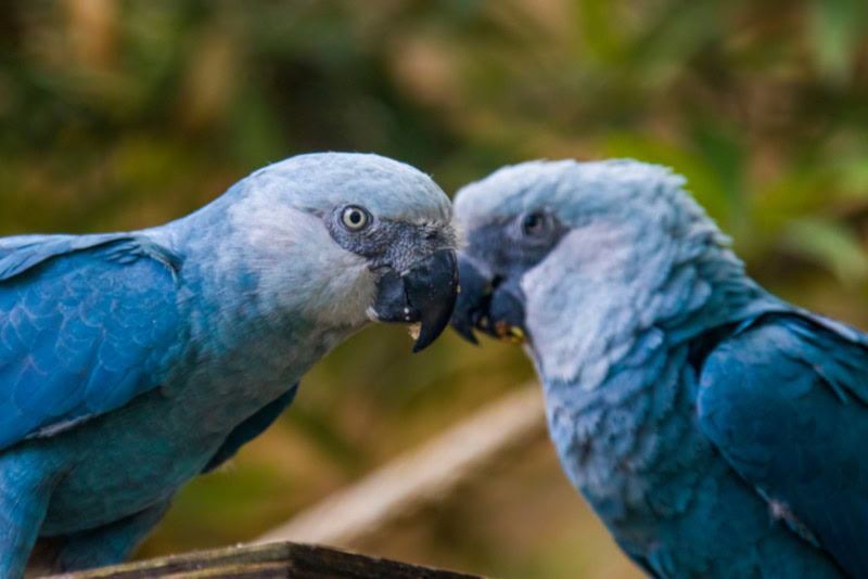 A couple of Spix Macaws facing each other