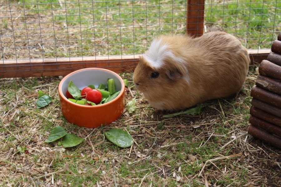 guinea pig eating