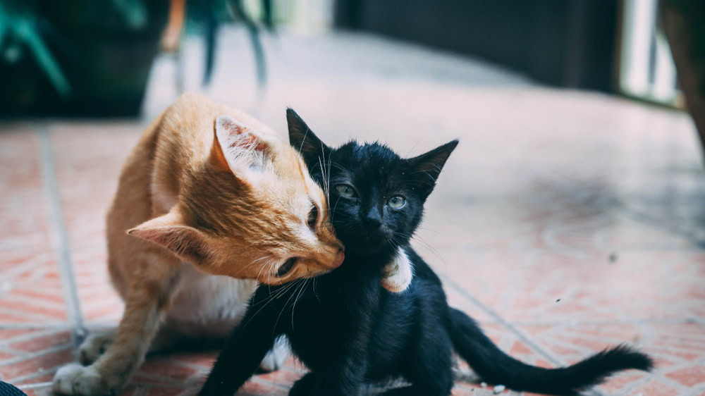A cute portrait shot of two cats