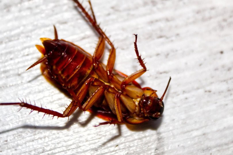 A dead roach on a wooden surface