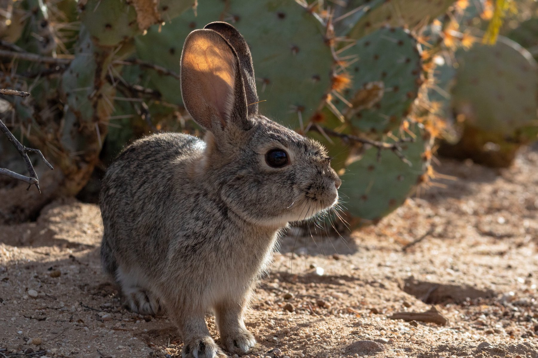 A desert cottontail rabbit, Sylvilagus audubonii, with natural Sonoran Desert habitat.
