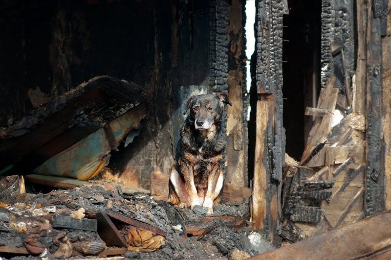 A dog in the house of the owners, burned by the fire house_yevgeniy11_shutterstock