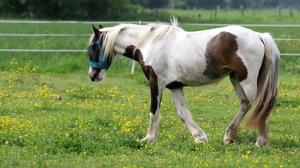 A Falabella horse in a fenced field