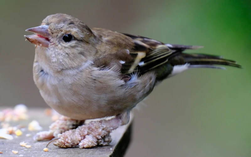 A female Chaffinch suffering from Papilloma (tassel foot)