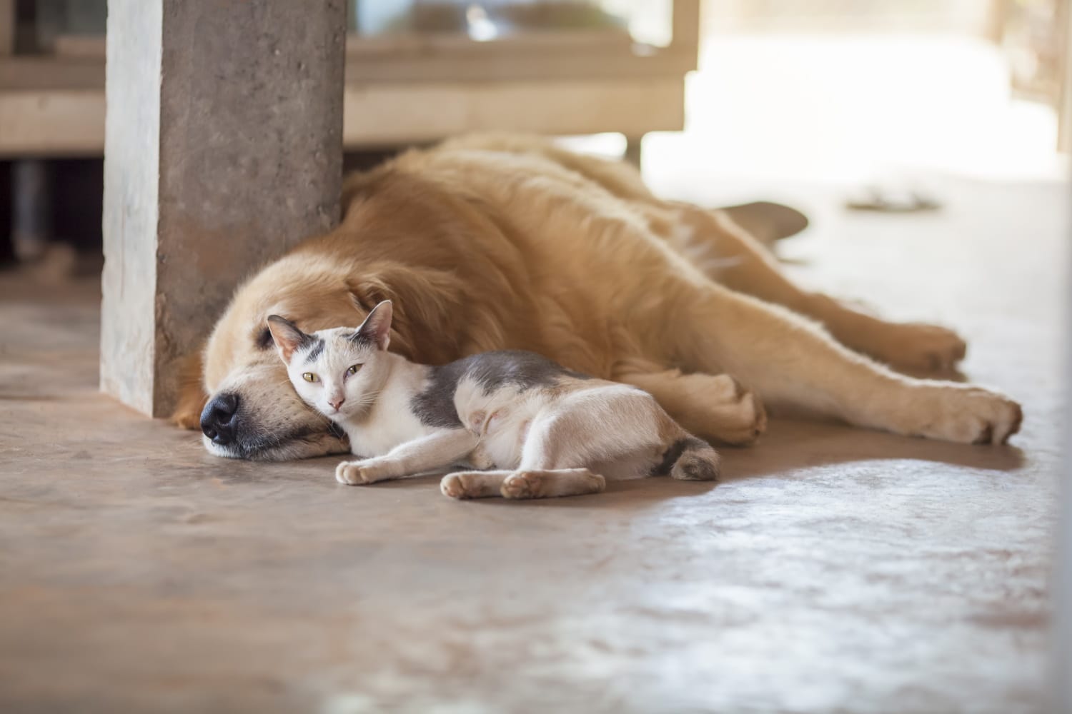 A happy dog and a happy cat
