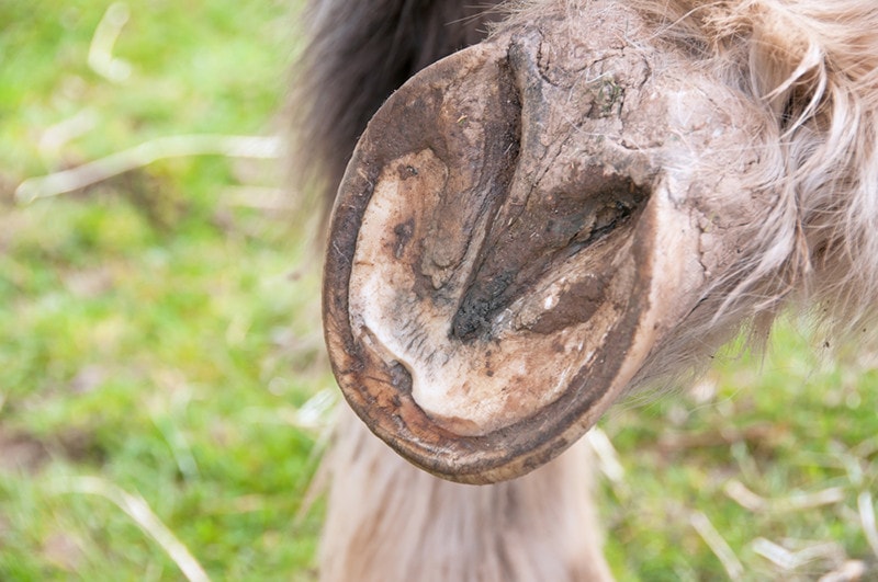 A hoof with an abscess
