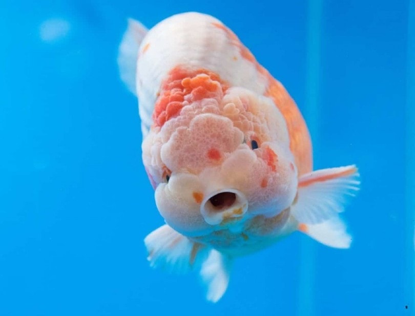 A mostly white lionchu goldfish looking right into the camera