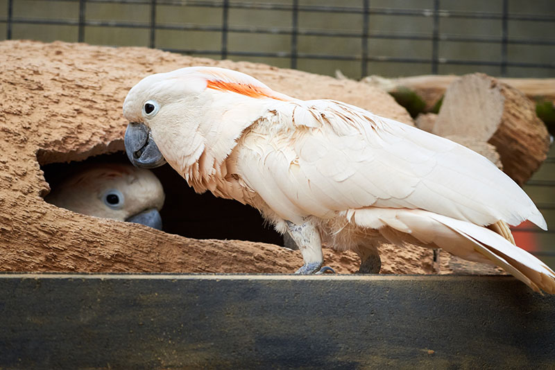 A pair of Salmon-crested moluccan cockatoo