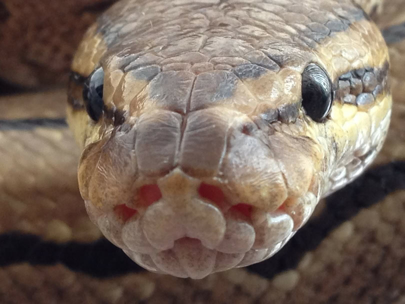 A pinstripe ball python looking at the camera