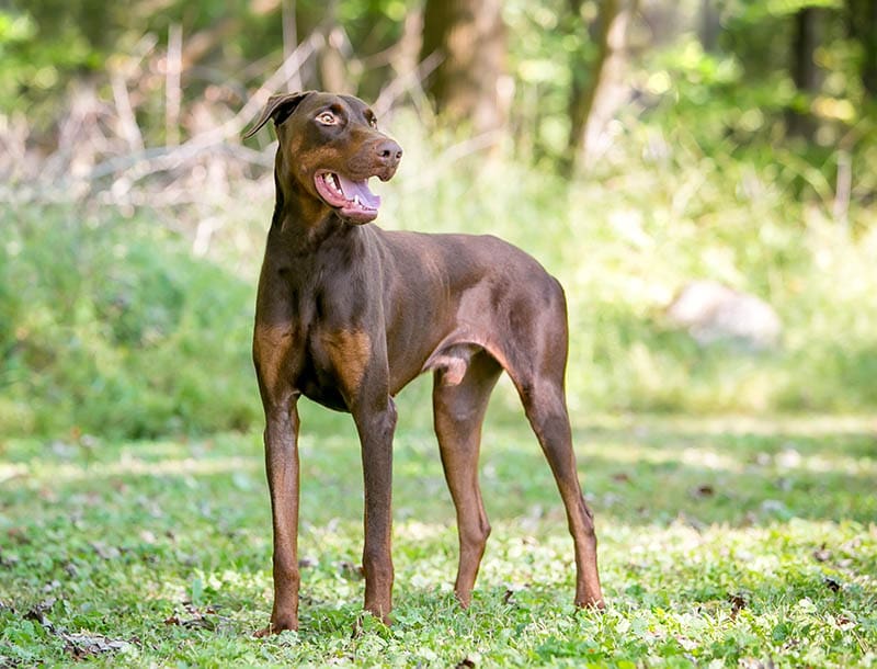 a red doberman pinscher dog with natural uncropped ears standing outdoors