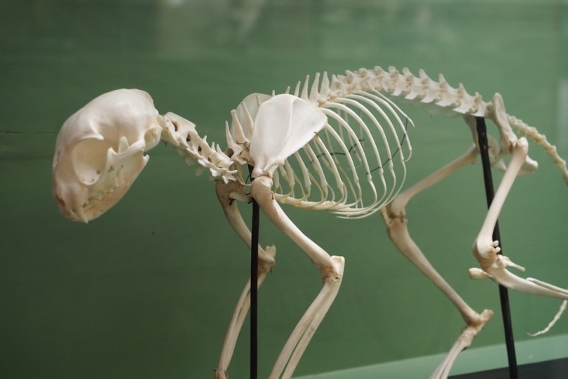 A skeletal system of a domestic house cat