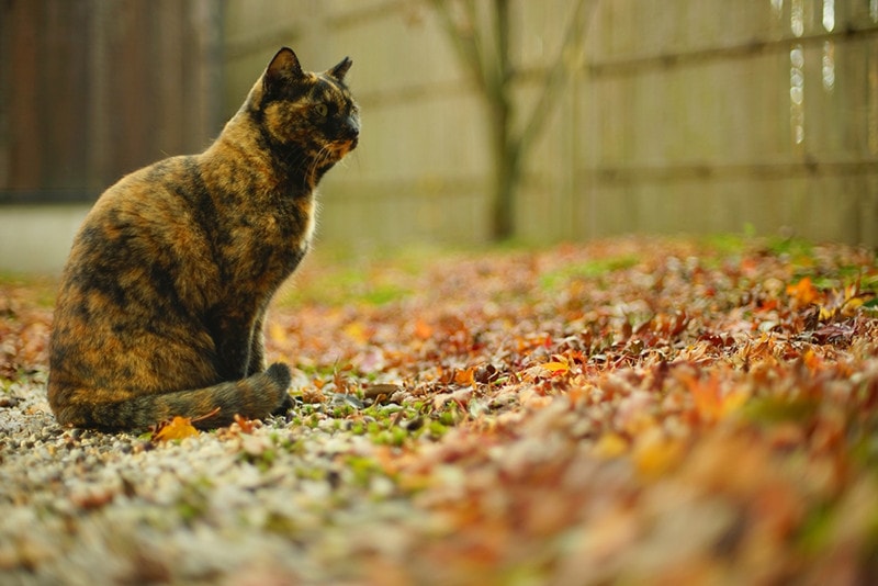 A tortoiseshell cat sitting in Japanese garden at autumn leaves season