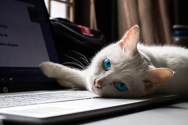A white coated cat lying on an hp laptop