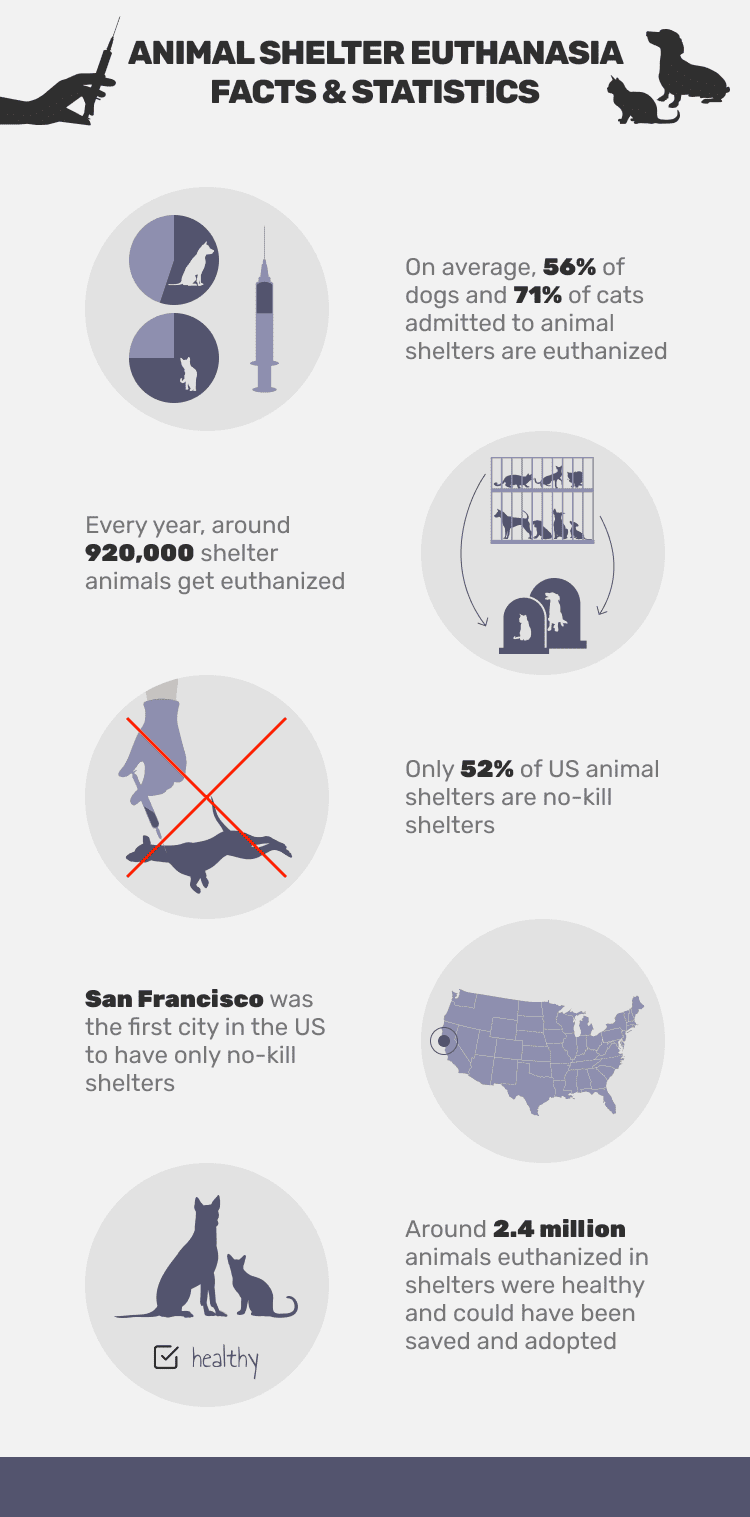 ANIMAL_SHELTER_EUTHANASIA_FACTS_&_STATISTICS