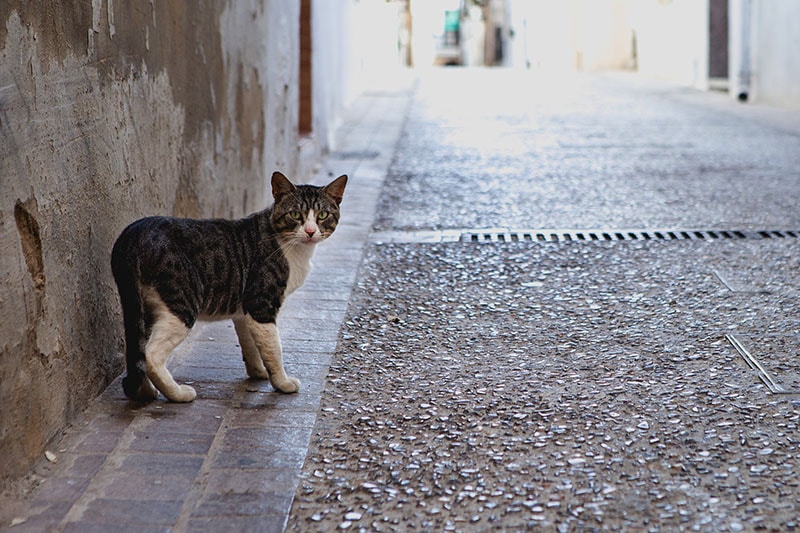 Abandoned stray cat looking directly at the camera