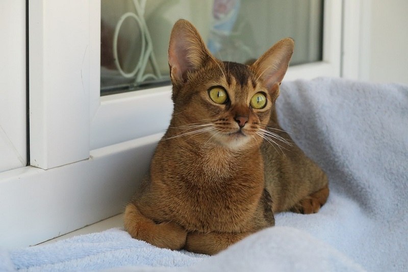 Abyssinian