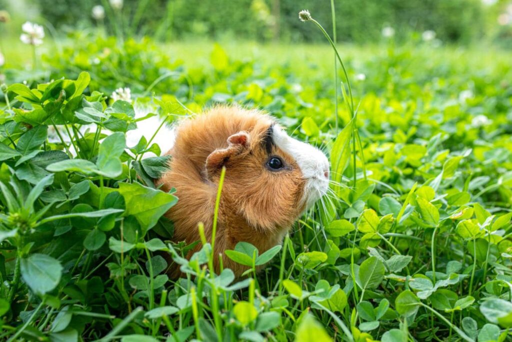 Abyssinian Guinea Pig