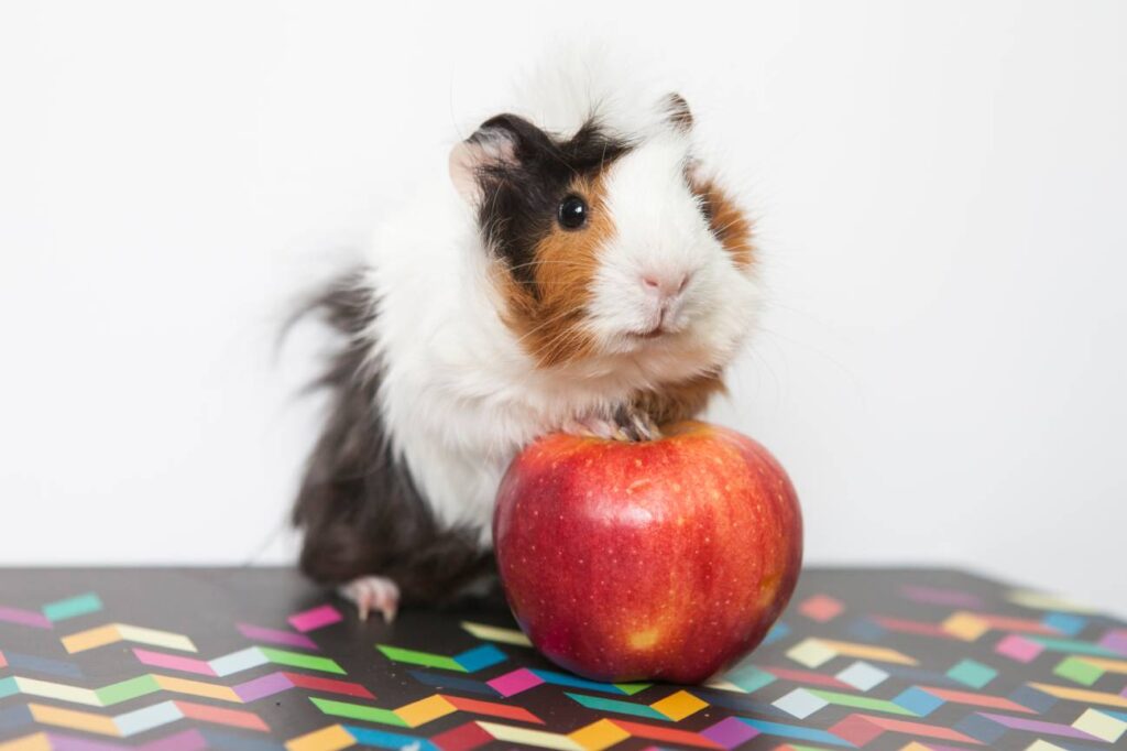 Abyssinian Guinea Pig