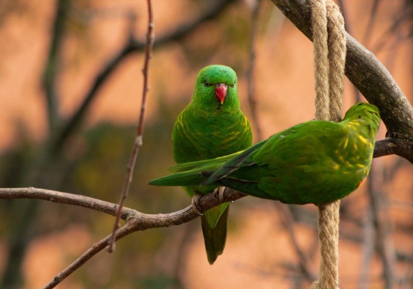 Abyssinian Lovebird
