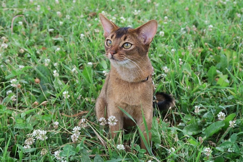 Abyssinian cat sitting on grass