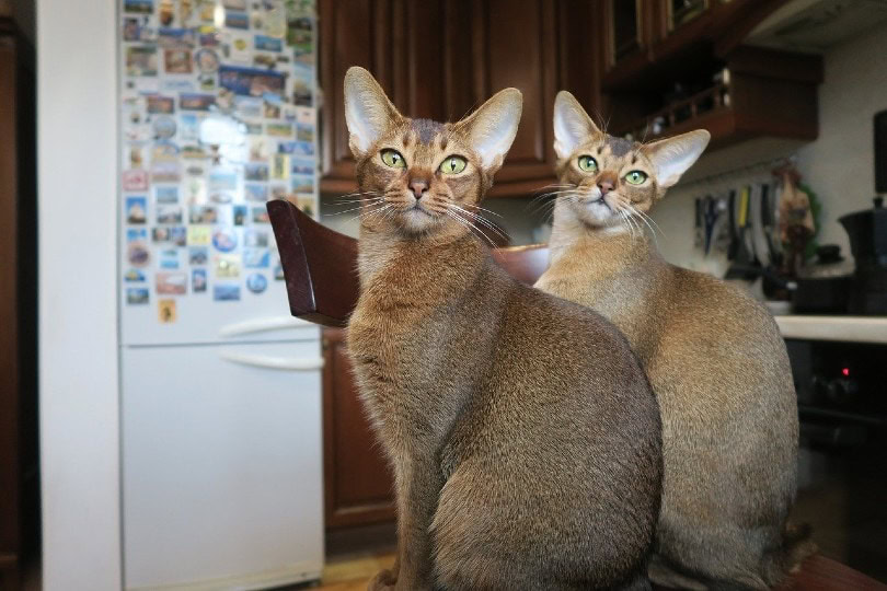 Abyssinian cats