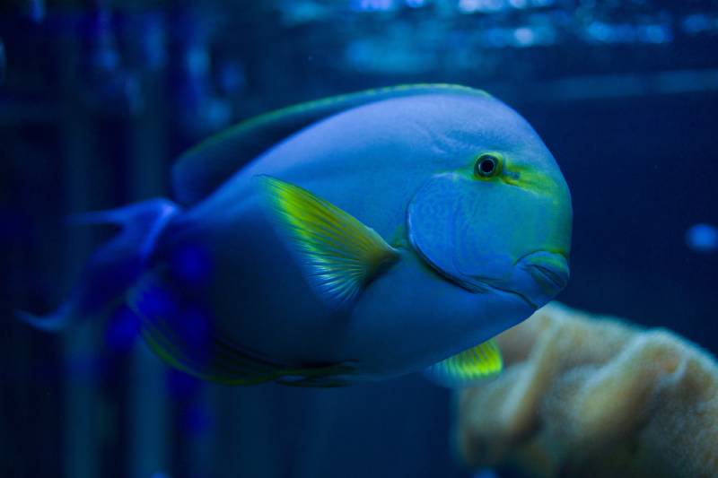 Acanthurus blochii (Surgeon fish) swims in the aquarium