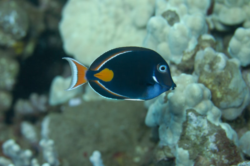 Achilles tang fish near some corals