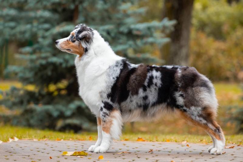 Adorable Blue merle Australian shepherd dog posing in the park in autumn