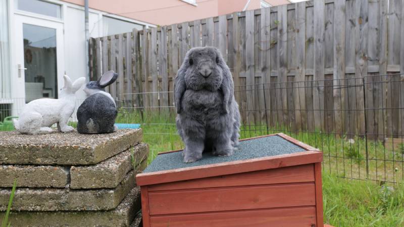 Adorable French lop rabbit on a pet play house in the garden