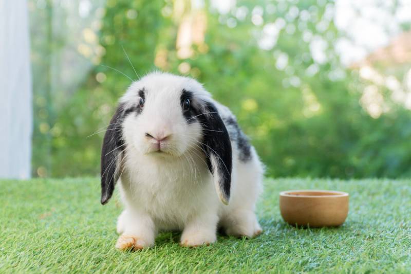 Adorable Holland lop rabbit bunny eating dry alfalfa hay field in pet bowl sitting on green grass