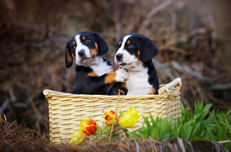 Adorable appenzeller puppies