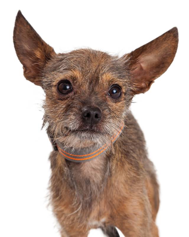 Adorable mixed breed terrier dog with huge ears looking forward into the camera