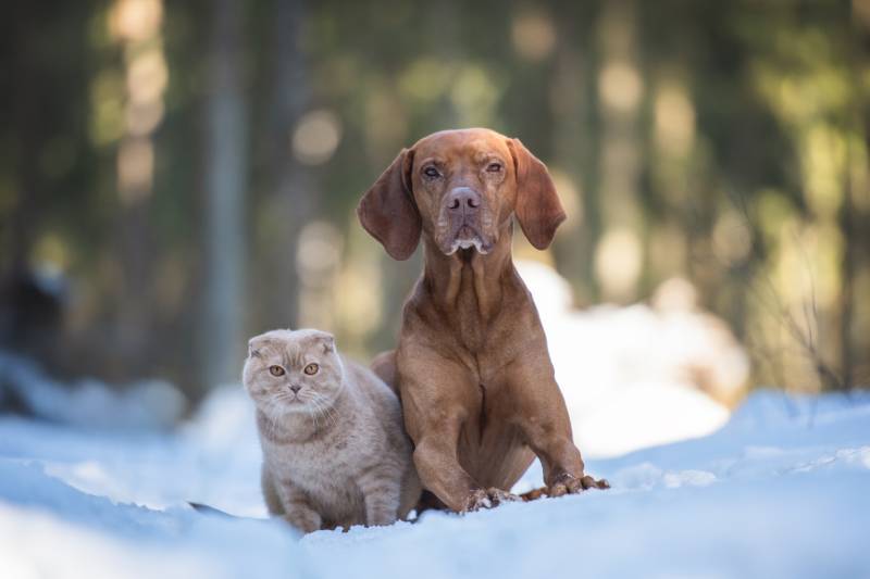 Adorable portrait of dog and cat in winter forest