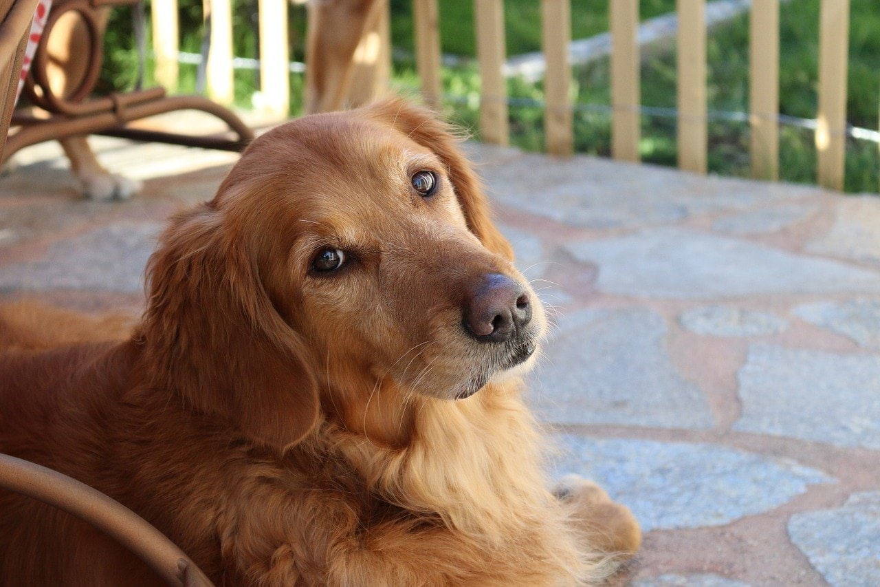 Adult Golden Retriever