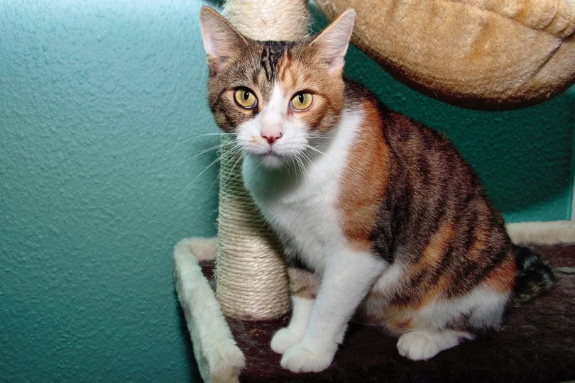 Aegean cat sitting in a cat tree