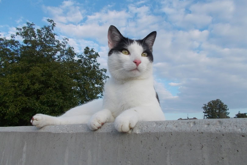 Aegean cat trying to climb up a fence