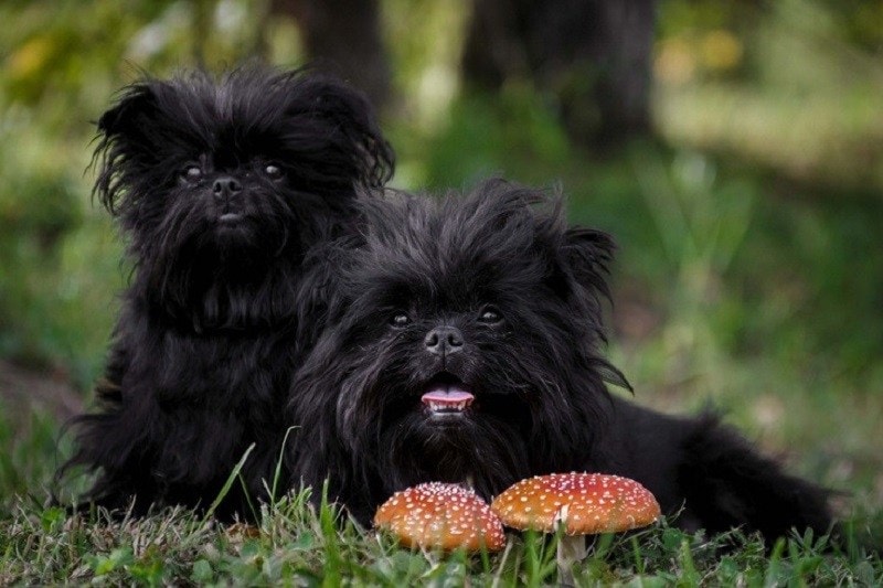Affenpinscher dogs_Shutterstock_katamount