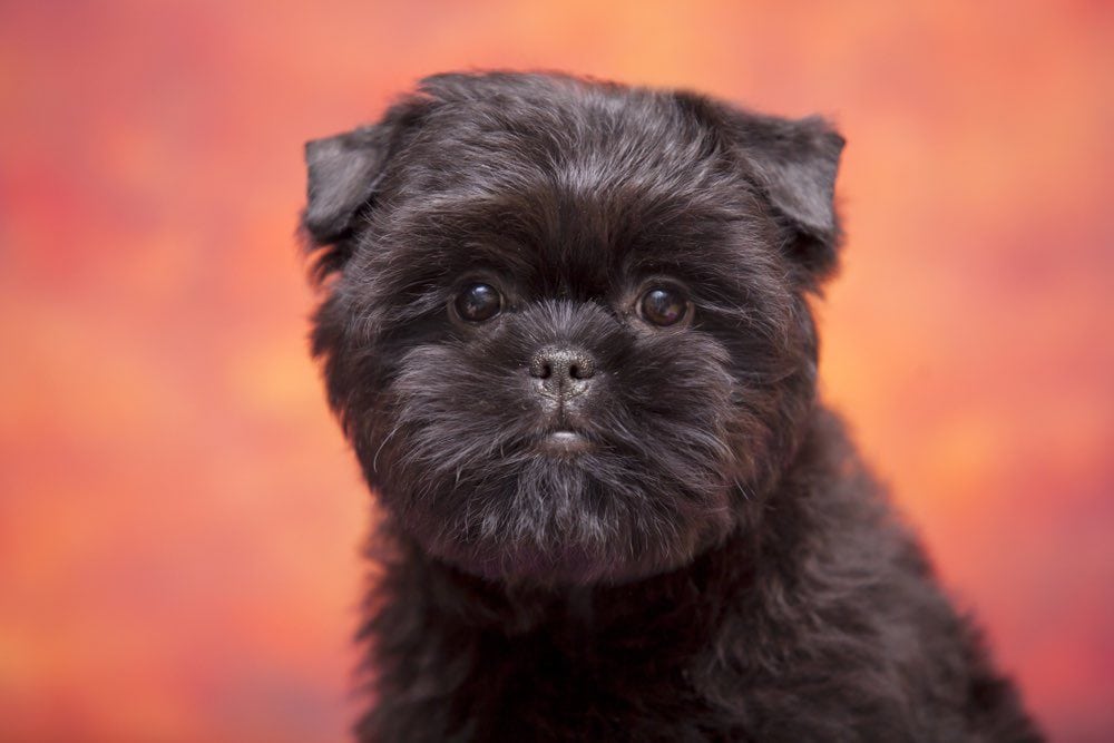 Affenpinscher puppy