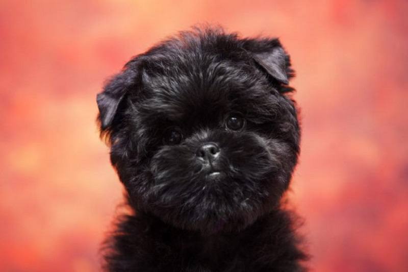 Affenpinscher_shutterstock_Sbolotova