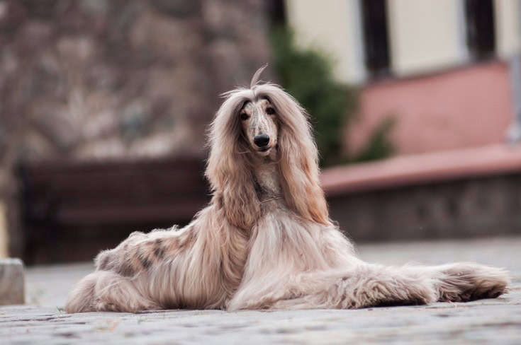 Afghan Hound