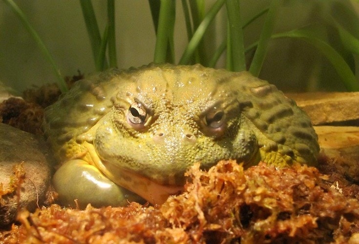 African Bullfrog