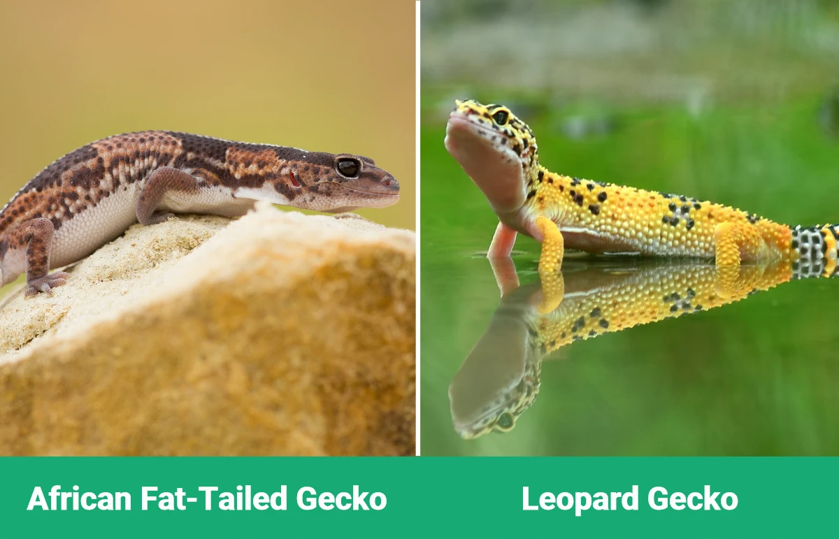 African Fat-Tailed Gecko vs Leopard - Visual Differences