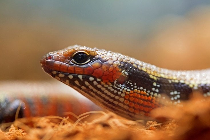 African Fire Skink